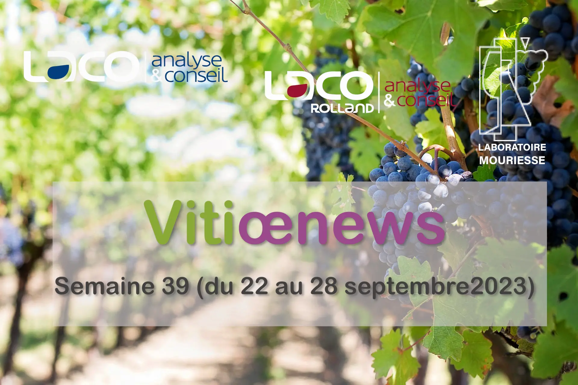 Vitiœnews de la semaine 39