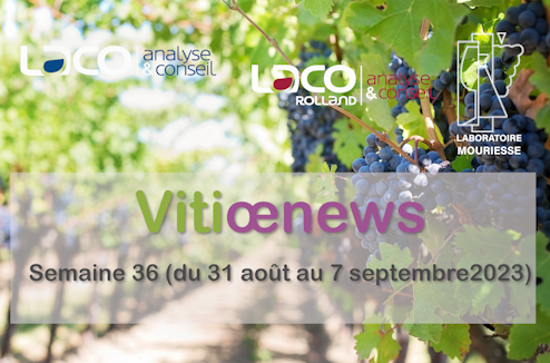 Vitiœnews de la semaine 36