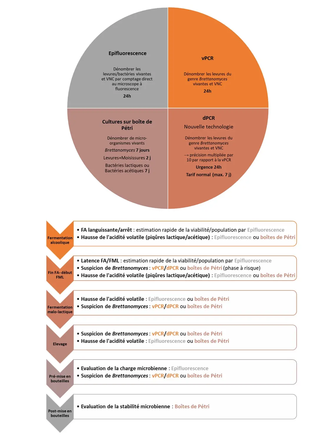 Microbiologie du vin - Image d'illustration